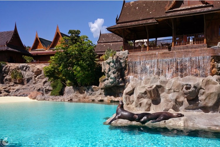 foki Siam Park Siam park wodny Teneryfa zdjęcia ciekawostki
