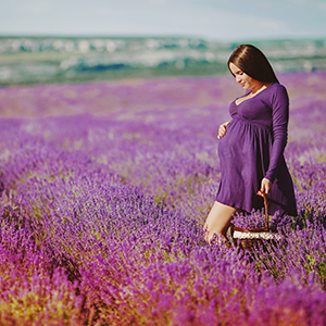 Pregnant woman gathering flowers lavender.