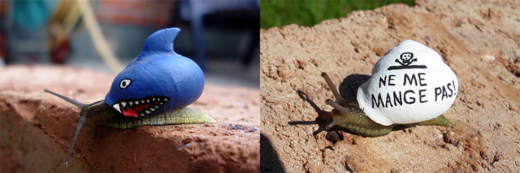 Inner City Snails