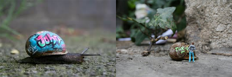 Inner City Snails