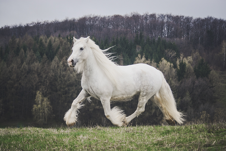 fotografia zwierząt fotografia zwierząt leśnych i domowych - poradnik dla początkujących