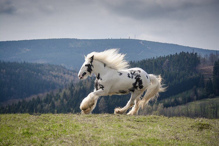 porady jak fotografować zwierzęta porady jak fotografować zwierzęta