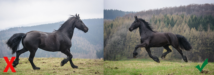 fotografia zwierząt poradnik dla początkujących fotografia zwierząt